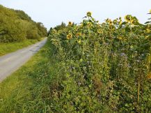 Bluehstreifen mit Sonnenblumen am Ederauenradweg bei Mehlen